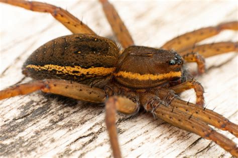 fishing spider|Genus Dolomedes .